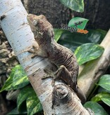 Magazoo Mainland Chahua Gecko