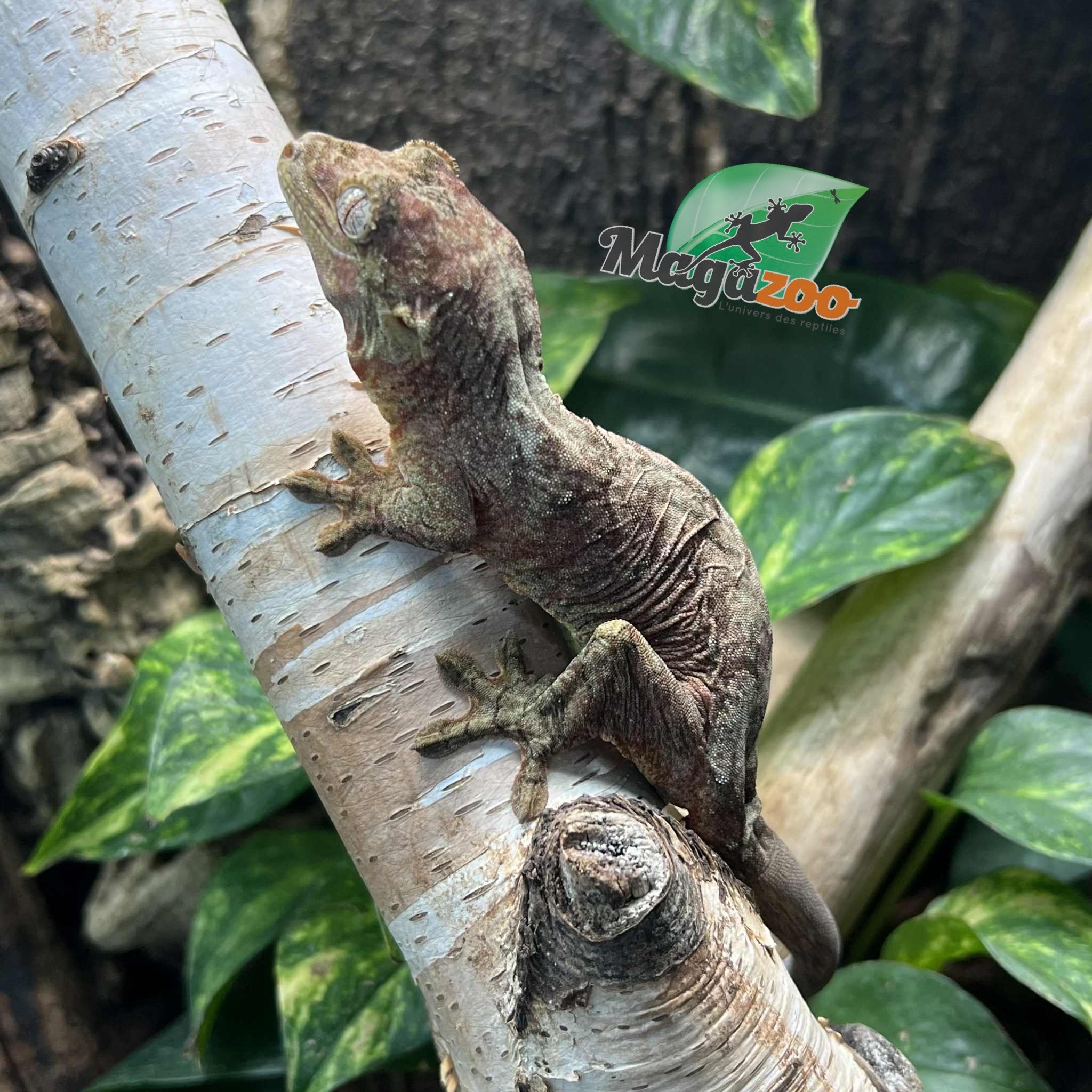 Magazoo Gecko chahoua Mainland Femelle (queue repoussée)