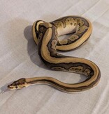 Magazoo Cypress Leopard Red Stripe Fire het Clown Male 2024 Ball Python / 2nd chance - Adoption