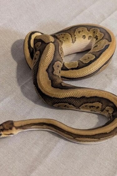 Magazoo Python royal  Cypress Leopard Red Stripe Fire het Clown Mâle 2024 / Adoption - 2ième chance
