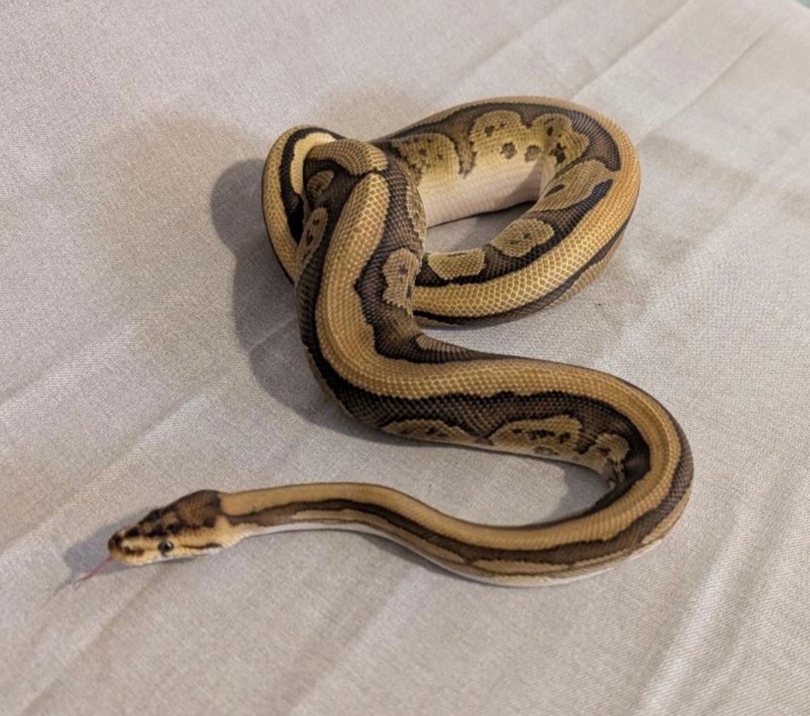 Magazoo Python royal  Cypress Leopard Red Stripe Fire het Clown Mâle 2024 / Adoption - 2ième chance