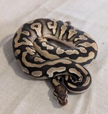 Magazoo Python royal Orange Dream Phantom Poss. Het Desert Ghost Poss. Het Piebald Femelle 2024  / Adoption - 2ième chance