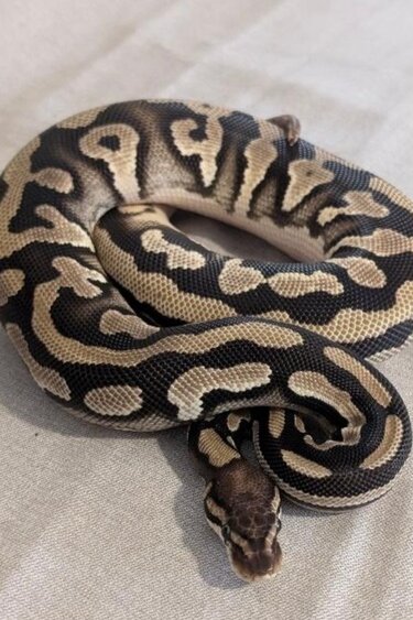 Magazoo Python royal Orange Dream Phantom Poss. Het Desert Ghost Poss. Het Piebald Femelle 2024  / Adoption - 2ième chance