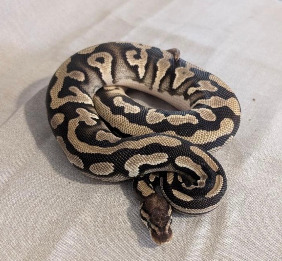 Magazoo Python royal Orange Dream Phantom Poss. Het Desert Ghost Poss. Het Piebald Femelle 2024  / Adoption - 2ième chance