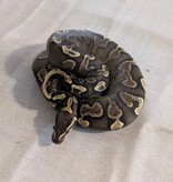 Magazoo GHI Red Stripe Arroyo Yellow Belly 50% Het Hypo Het Clown Female 2024  Ball Python / 2nd Chance - Adoption