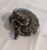 Magazoo Python royal GHI Red Stripe Arroyo Yellow Belly 50% Het Hypo Het Clown Femelle 2024  / Adoption - 2ième chance