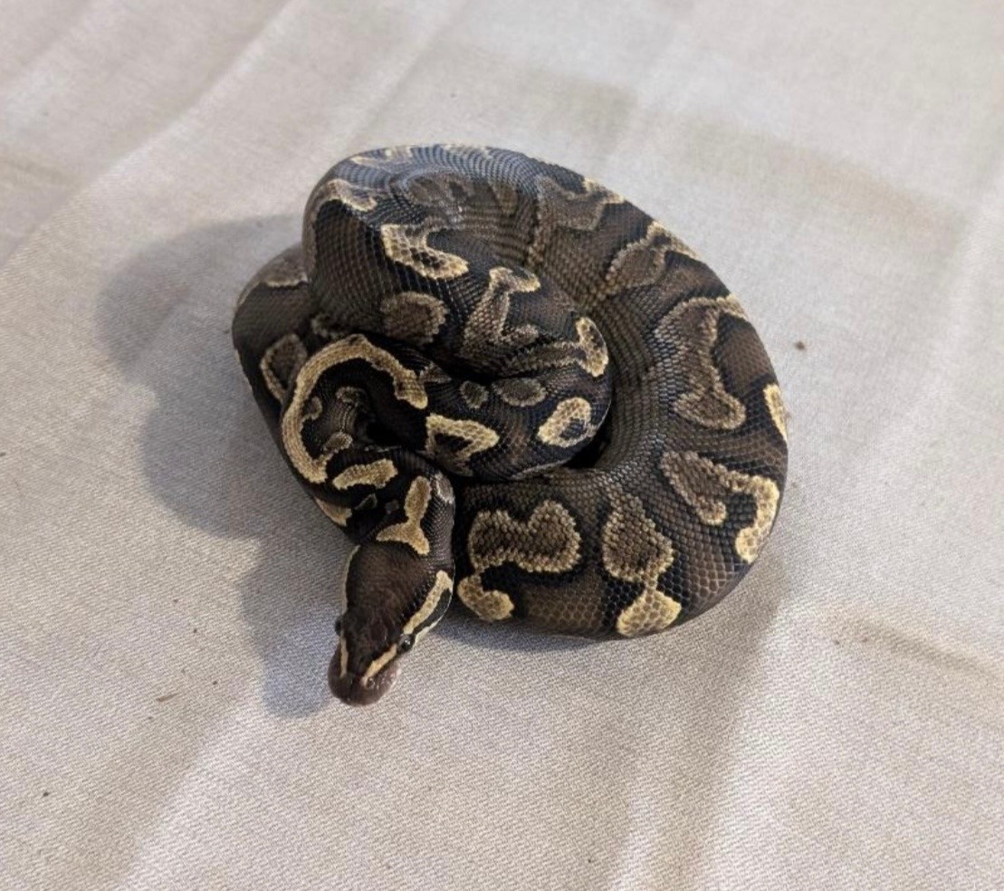 Magazoo Python royal GHI Red Stripe Arroyo Yellow Belly 50% Het Hypo Het Clown Femelle 2024  / Adoption - 2ième chance