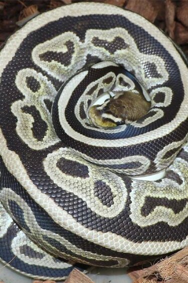 Magazoo Python royal Cypress HRA Het Genetic Stripe Femelle 2021 / Adoption - 2ième chance