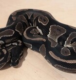 Magazoo Black Head Het Hypo Het Piebald Poss. Het Desert Ghost Male 2024 Ball Python  / 2nd chance - Adoption