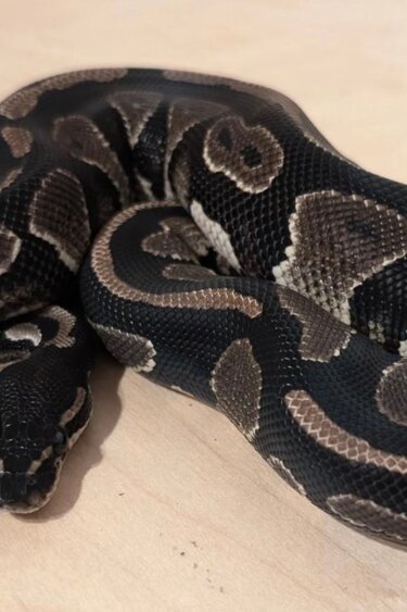 Magazoo Python royal Black Head Het Hypo Het Piebald Poss. Het Desert Ghost Mâle 2024 / Adoption - 2ième chance