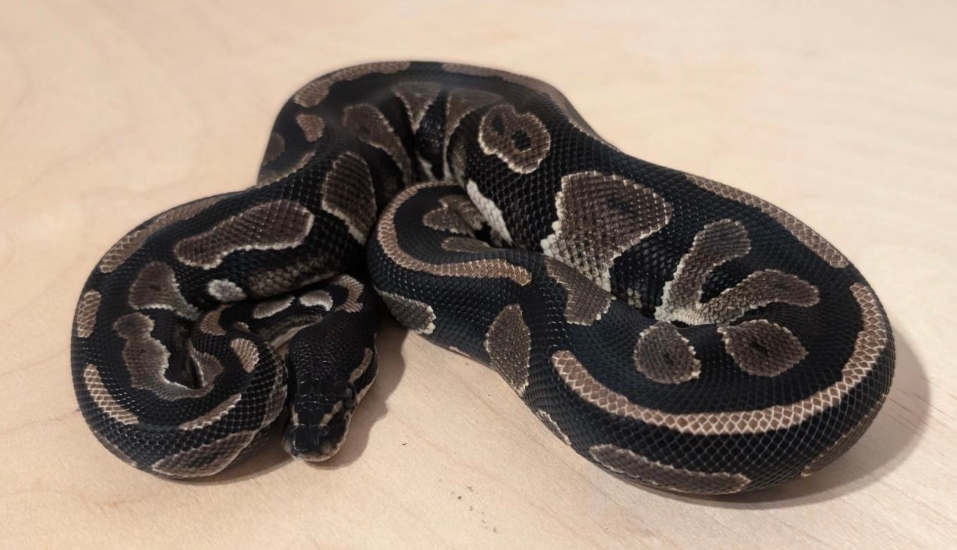 Magazoo Python royal Black Head Het Hypo Het Piebald Poss. Het Desert Ghost Mâle 2024 / Adoption - 2ième chance