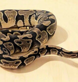 Magazoo Enchi 50% Het Lavender Het Genetic Stripe Female 2024 Ball Python / 2nd chance - Adoption