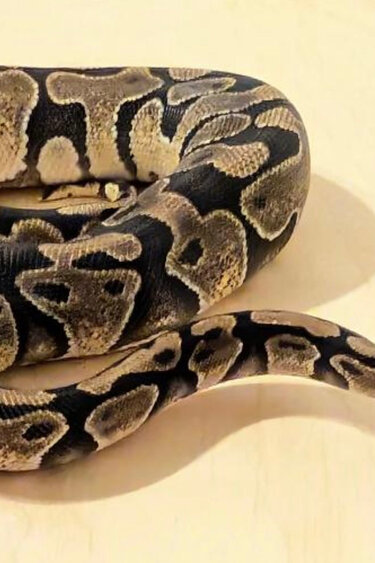 Magazoo Python royal Enchi 50% Het Lavender Het Genetic Stripe Femelle 2024 / Adoption - 2ième chance