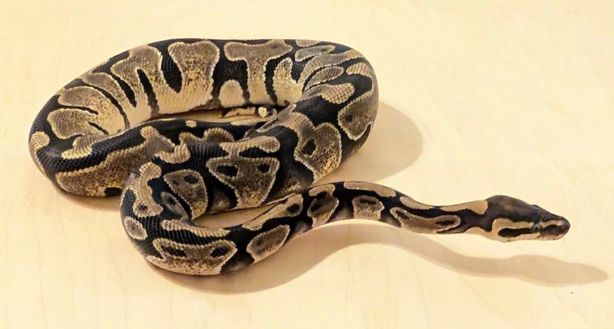 Magazoo Python royal Enchi 50% Het Lavender Het Genetic Stripe Femelle 2024 / Adoption - 2ième chance