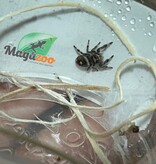 Magazoo Female Jumping spider/ Phiddipus regius 'Oreo'