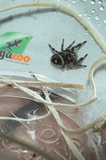 Magazoo Araignée sauteuse / Phiddipus regius 'Oreo' Femelle