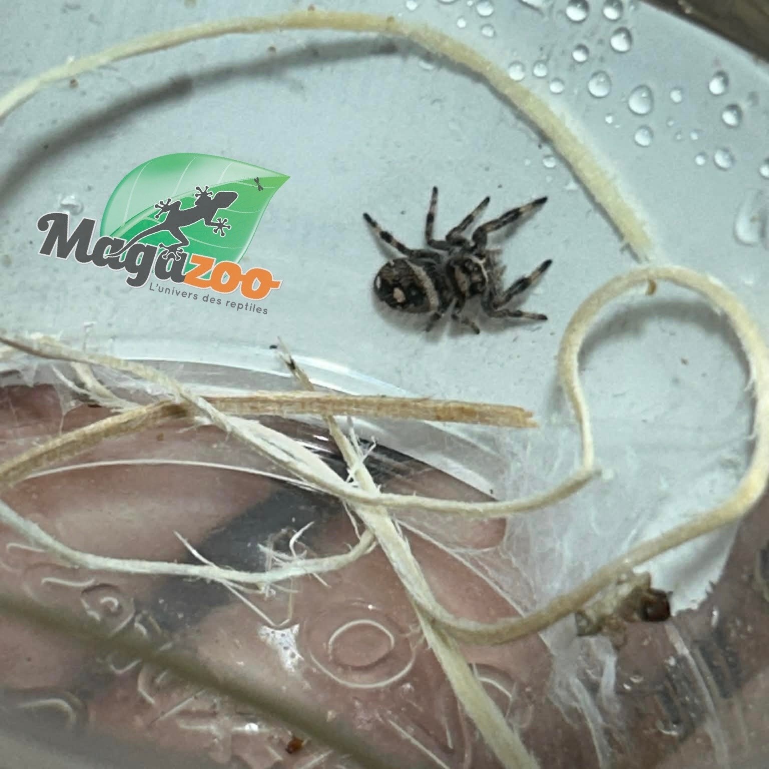 Magazoo Araignée sauteuse / Phiddipus regius 'Oreo' Femelle