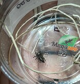 Magazoo Female Jumping spider/ Phiddipus regius 'Oreo'