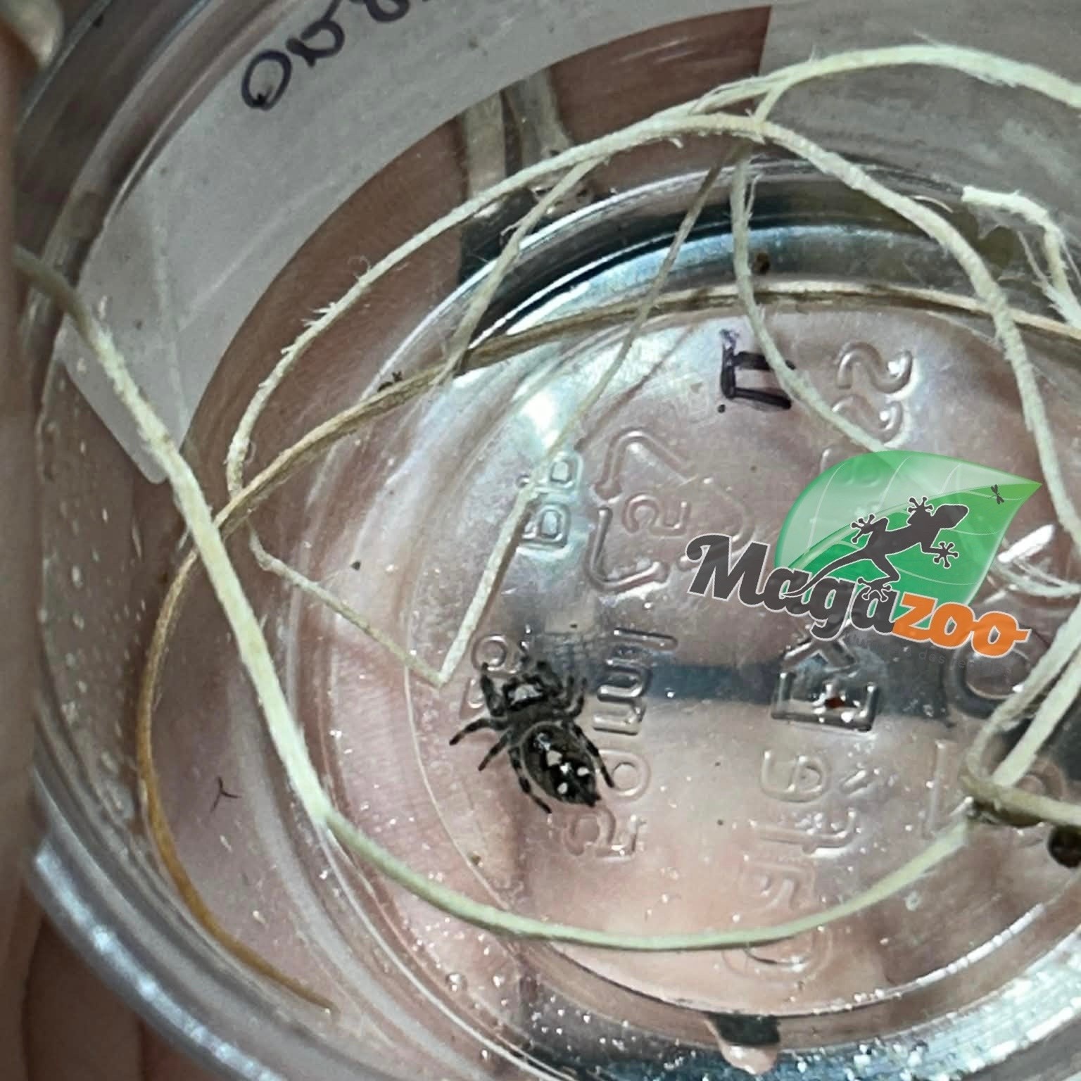 Magazoo Araignée sauteuse / Phiddipus regius 'Oreo' Femelle