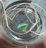 Magazoo Araignée sauteuse / Phiddipus regius 'Oreo' Femelle