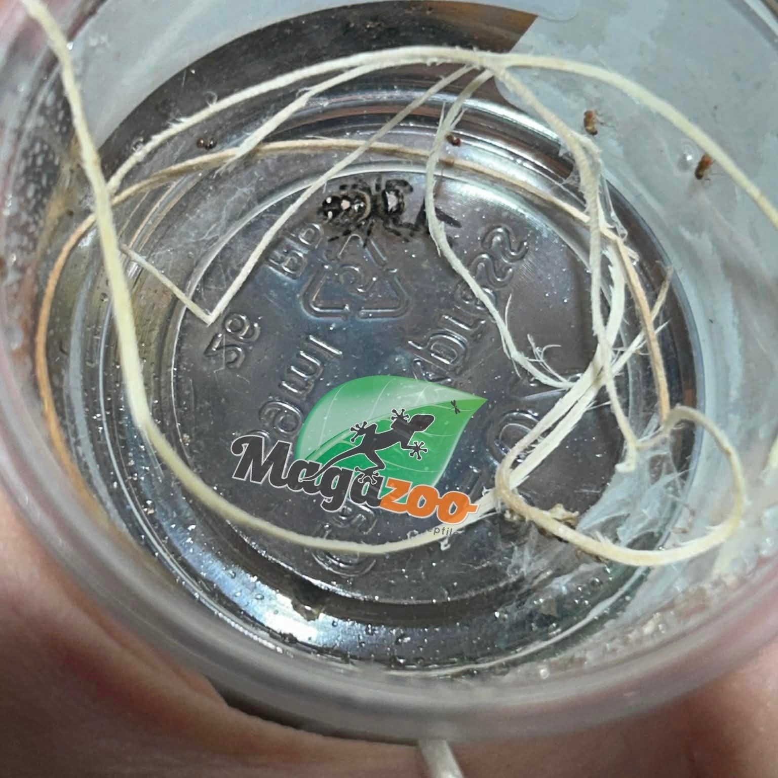 Magazoo Araignée sauteuse / Phiddipus regius 'Oreo' Femelle