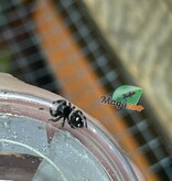 Magazoo Jumping spider / Phiddipus regius 'Oreo' Male