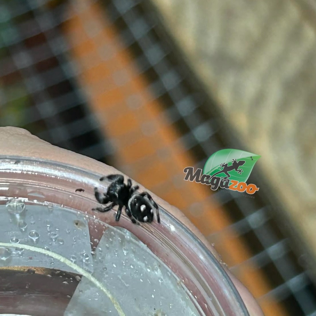 Magazoo Jumping spider / Phiddipus regius 'Oreo' Male