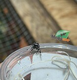 Magazoo Jumping spider / Phiddipus regius 'Oreo' Male