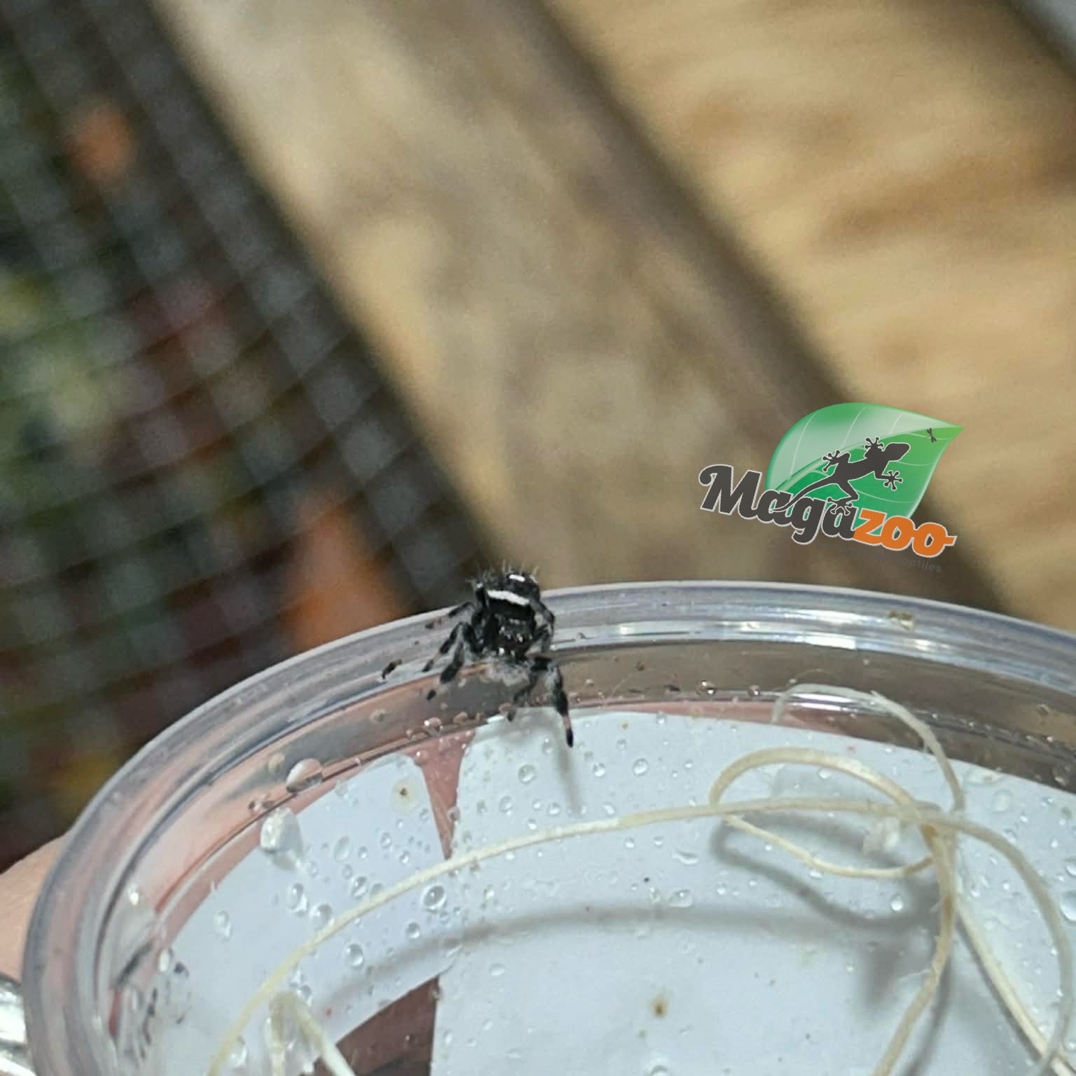 Magazoo Araignée sauteuse / Phiddipus regius 'Oreo' Mâle