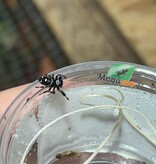Magazoo Araignée sauteuse / Phiddipus regius 'Oreo' Mâle