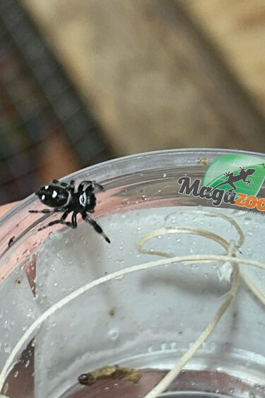Magazoo Araignée sauteuse / Phiddipus regius 'Oreo' Mâle