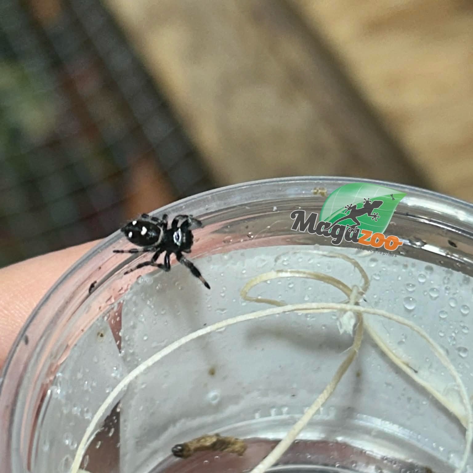 Magazoo Jumping spider / Phiddipus regius 'Oreo' Male