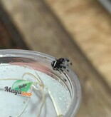 Magazoo Jumping spider / Phiddipus regius 'Oreo' Male