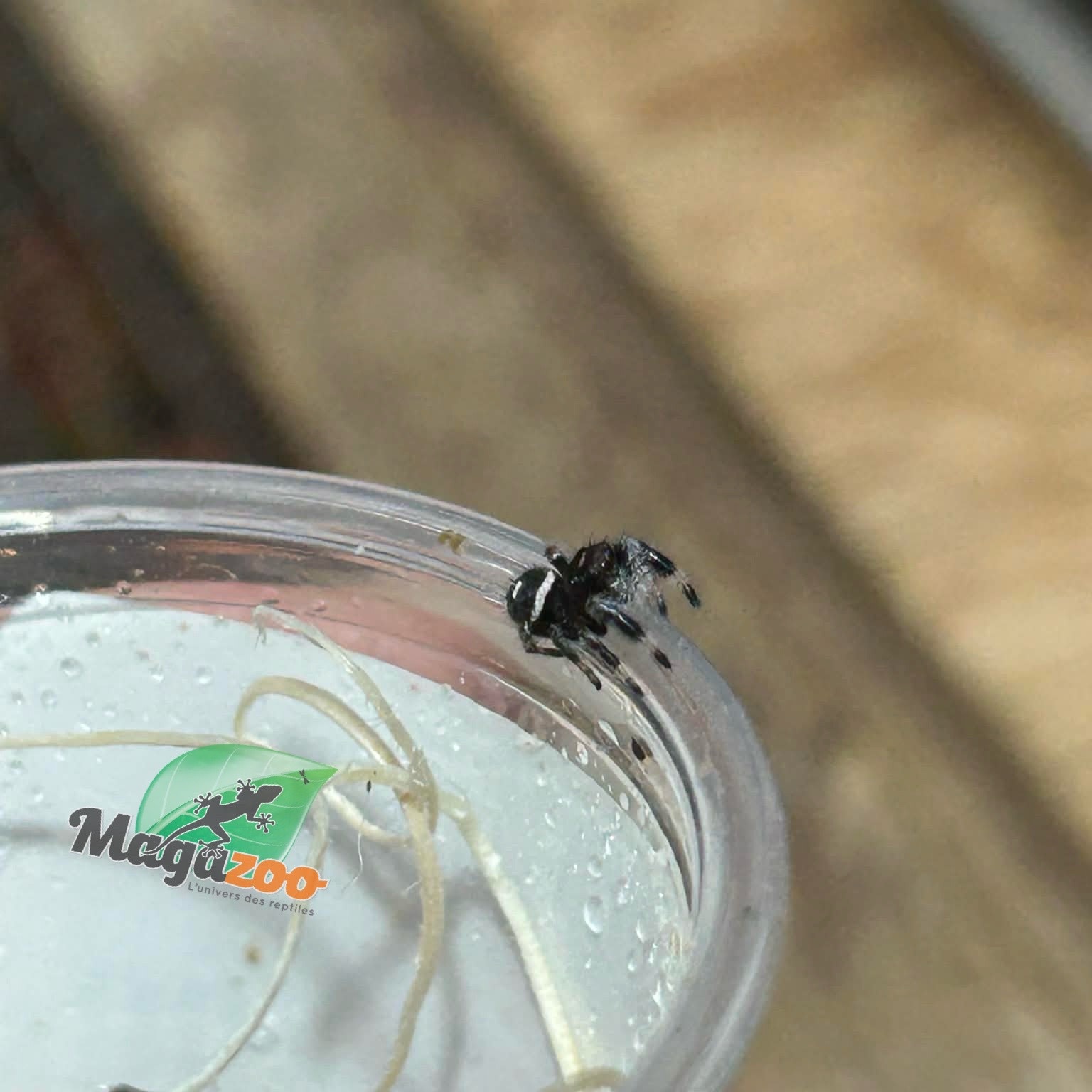 Magazoo Jumping spider / Phiddipus regius 'Oreo' Male