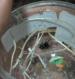 Magazoo Araignée sauteuse / Phiddipus regius 'Oreo' Mâle