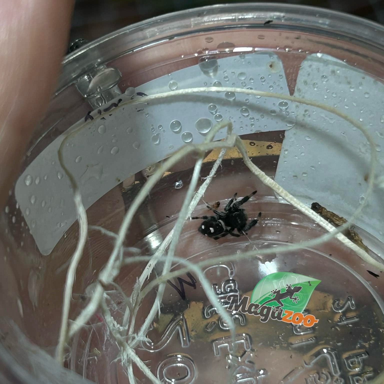 Magazoo Jumping spider / Phiddipus regius 'Oreo' Male