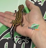 Magazoo Gecko léopard Macksnow Boldstripe het. éclipse femelle 12/07/25
