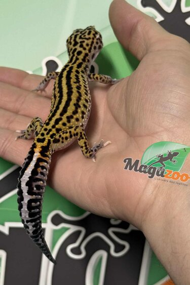 Magazoo Gecko léopard Macksnow Boldstripe het. éclipse femelle 12/07/25