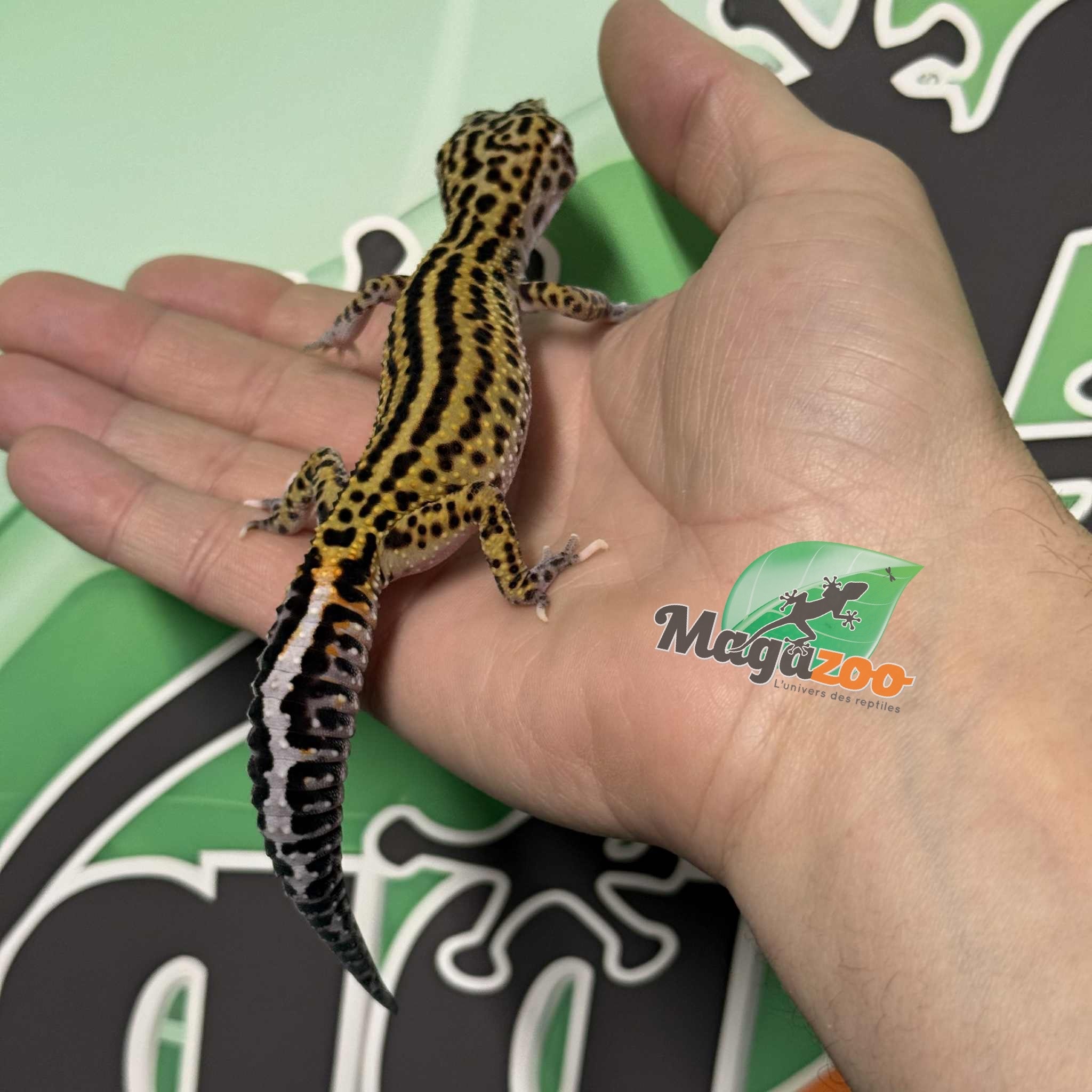 Magazoo Gecko léopard Macksnow Boldstripe het. éclipse femelle 12/07/25