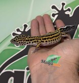 Magazoo Macksnow Boldstripe eclipse female Leopard gecko 07/12/25
