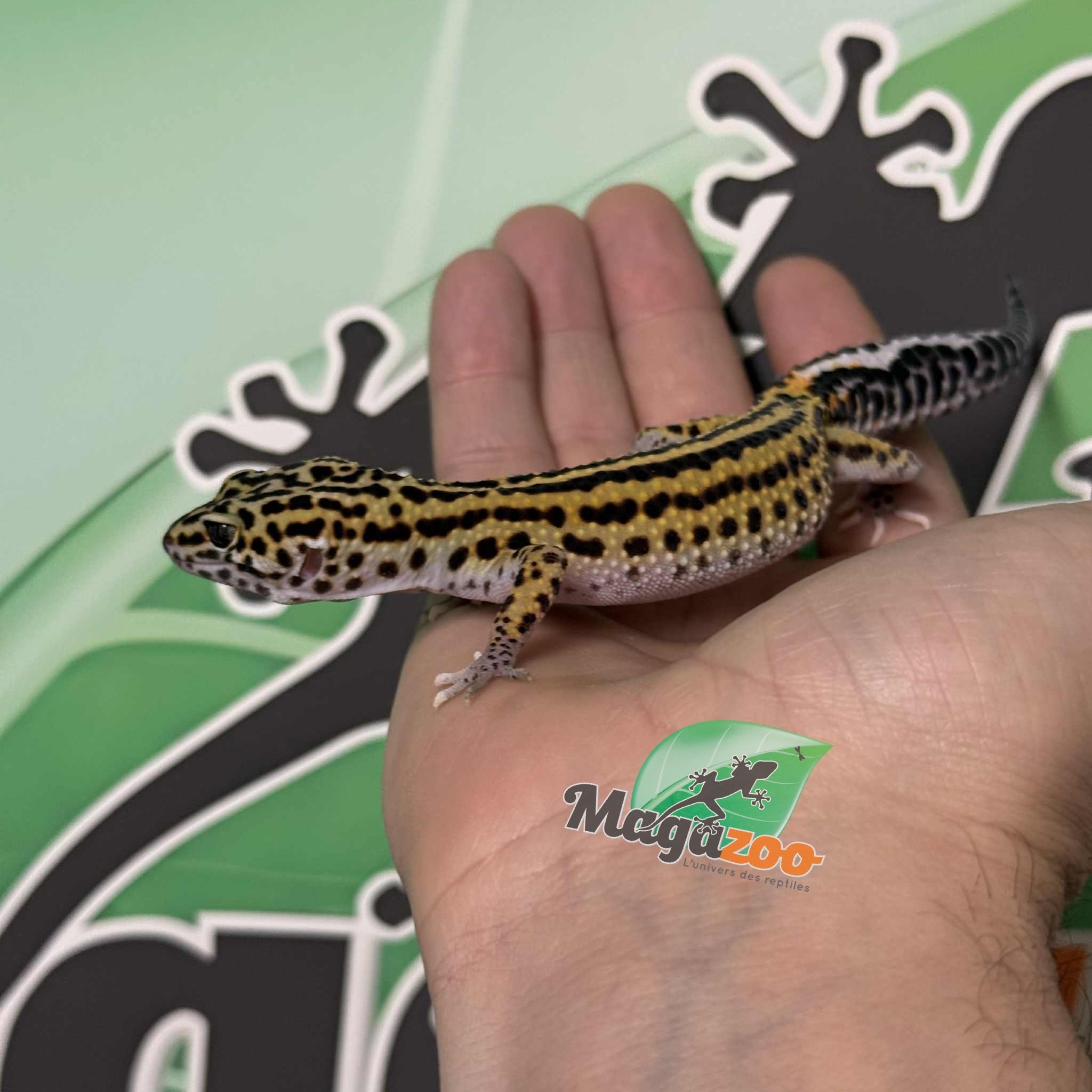 Magazoo Macksnow Boldstripe eclipse female Leopard gecko 07/12/25