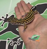 Magazoo Macksnow Boldstripe eclipse female Leopard gecko 07/12/25