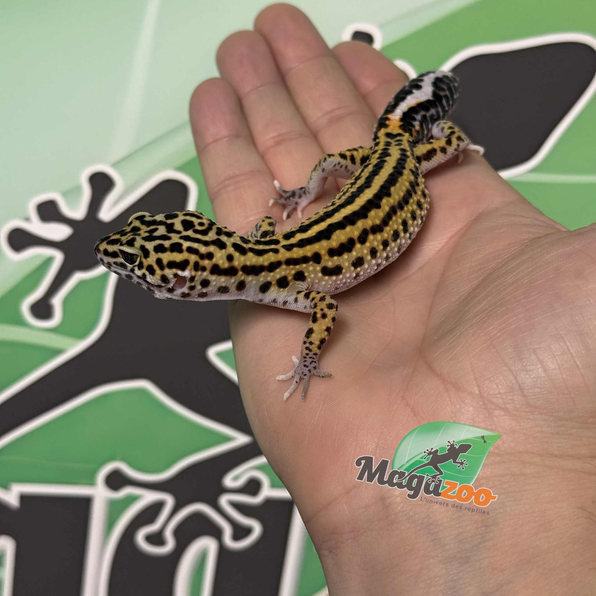 Magazoo Macksnow Boldstripe eclipse female Leopard gecko 07/12/25