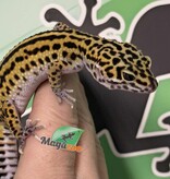 Magazoo Macksnow Boldstripe eclipse female Leopard gecko 07/12/25