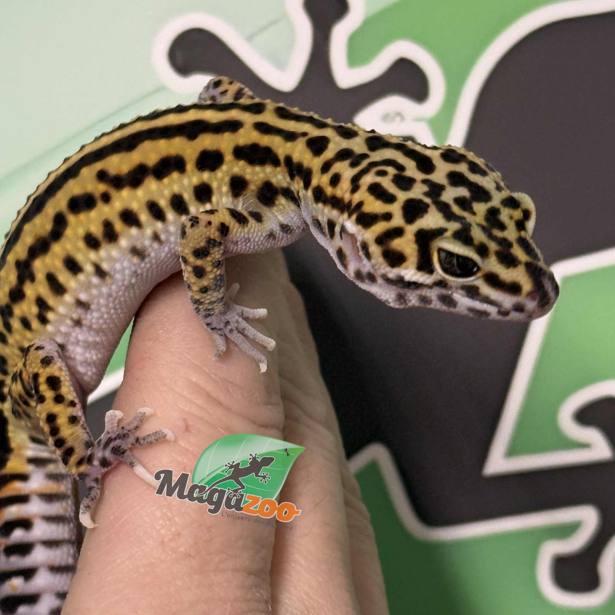 Magazoo Gecko léopard Macksnow Boldstripe het. éclipse femelle 12/07/25