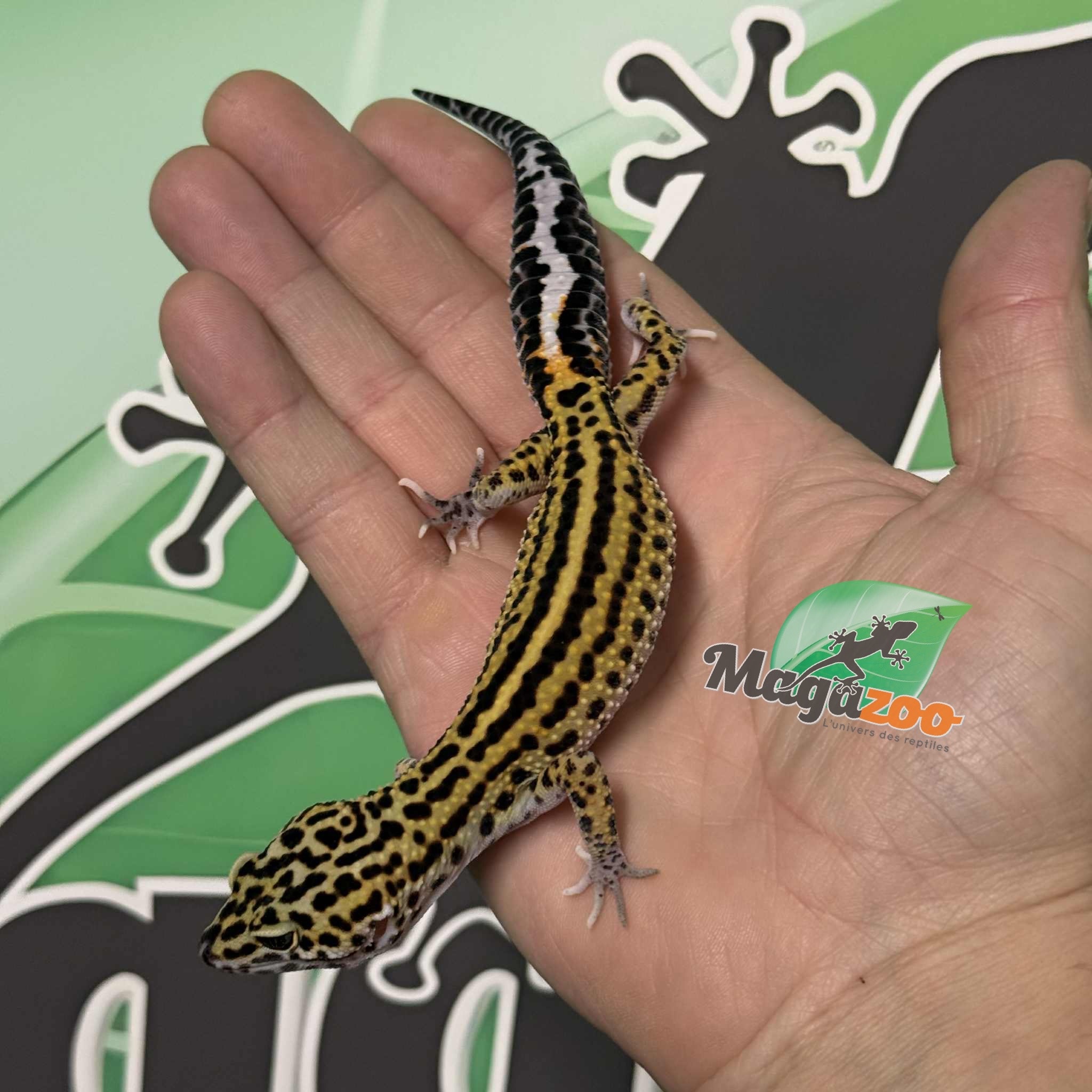 Magazoo Macksnow Boldstripe eclipse female Leopard gecko 07/12/25