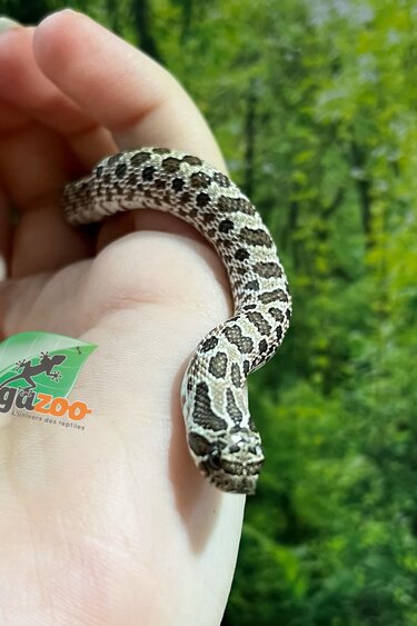 Magazoo Hétérodon de l'ouest (Bébé #1)