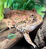 Magazoo Strawberry Horned frog (PacMan) #2