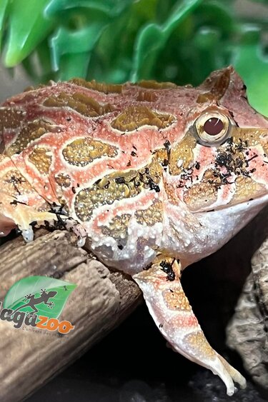Magazoo Strawberry Horned frog (PacMan) #2