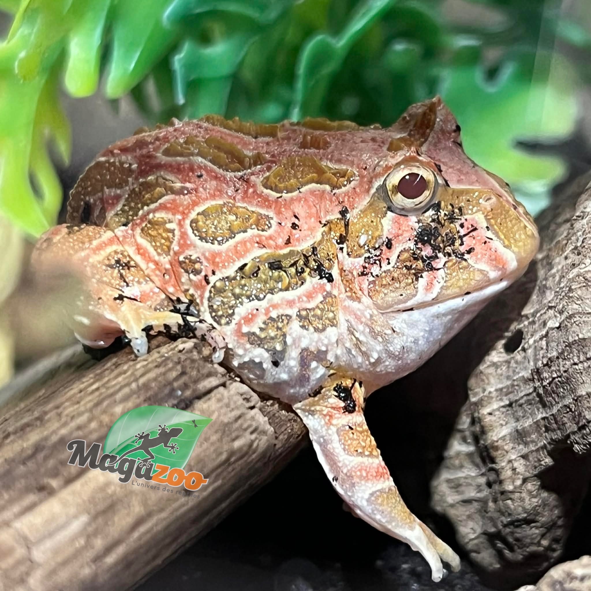 Magazoo Strawberry Horned frog (PacMan) #2